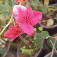 فروش گل طبیعی