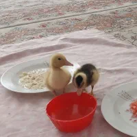 جوجه اردک فروشی
