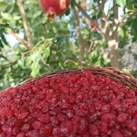 زرشک پفکی لوکس مستقیم از کشاورز خرید کنین|خوردنی و آشامیدنی|تهران, آبشار تهران (دریاچه)|دیوار