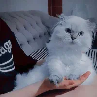 گربه ماده برای جفت گیری