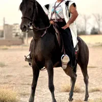 اسب کرد مادیان پرخون