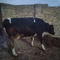 گاو شیری|حیوانات مزرعه|تاکستان, |دیوار