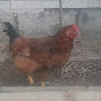 فروش دو خروس زیبا وسالم به قیمت ۵۰۰  هزارتومان