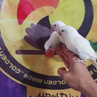 کوتوله برزیلی فیشر سفید آلبینو چشم قرمز سرخ|پرنده|قم, شهرک قدس|دیوار