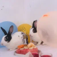 واگذاری رایگان ۲خرگوش ماده باهم