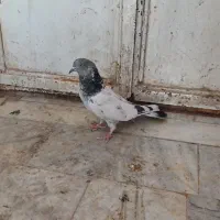 ۳تا پرشی|پرنده|جزنیک, |دیوار