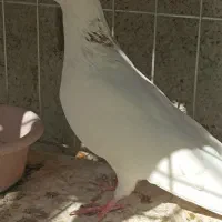 شازده و سفید شمرونی|پرنده|بندرعباس, |دیوار