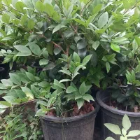 کامیس یاس شیشه شور شمشاد نعنایی