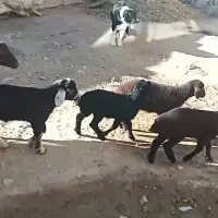 گوسفند داشتی|حیوانات مزرعه|فریدونشهر, |دیوار