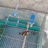 دوتاسیره جوجه قفس عطیقه|پرنده|کرمانشاه, |دیوار