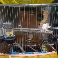 گرینچیک جفت رام و سخنگو|پرنده|بومهن, |دیوار