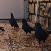 چهار عدد کله سیا پرش بازی