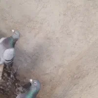 درجه یک|پرنده|جنت, |دیوار