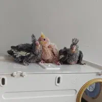 سه عدد جوجه عروس فوق العاده باکیفیت وضمانتی