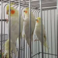 عروس هلندی لوتینو مولد معاوضه با قناری