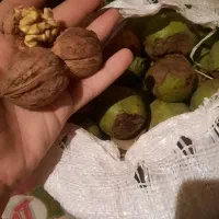گردو