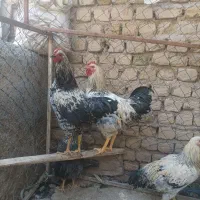 مرغ و خروس در نوبهار