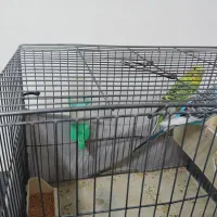 مرغ عشق|پرنده|ری, علایین|دیوار