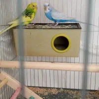 یک جفت مرغ عشق