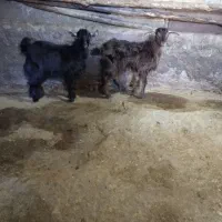 بزغاله ماده|حیوانات مزرعه|دهگلان, |دیوار