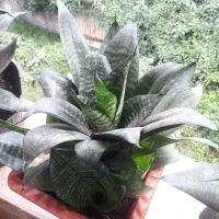 فروش گل طبیعی|گل و گیاه طبیعی|رشت, استقامت ۲|دیوار