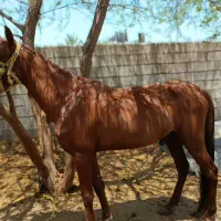 فروش اسب|اسب و تجهیزات اسبسواری|بندرعباس, |دیوار