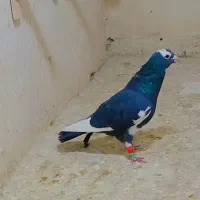 قهره سیاه کله سفید|پرنده|فریمان, |دیوار