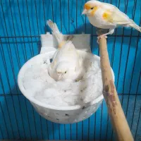 قناری نر وماده