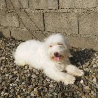 سگ پاکوتاه شیتزو.یک سالو نیمشه خوشگل و حرف گوش کن