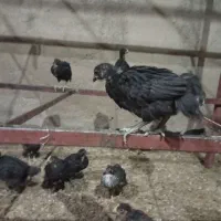 جوجه مرغ وخروس