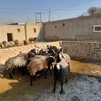 14ارس بره شیشک پای قوچ  جفتی ۳۵