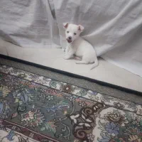 سگ اسپیتز|سگ|تهران, خاک سفید|دیوار