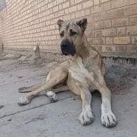 سگ سرابی|سگ|مشهد, امیریه|دیوار