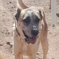 واگذاری سگ گله