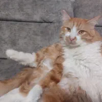 گربه نر سالم عقیم شده