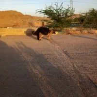 سگ ژرمن|سگ|اهواز, اهواز|دیوار