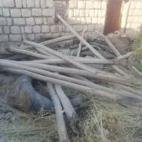 خرید تیرچوب چنار.اتاقی چوب سقفی ساختمانی.وضایعات|خدمات باغبانی و درختکاری|ماهیدشت, |دیوار