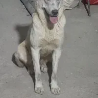 واگذاری سگ نگهبان