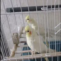 عروس هلندی سخنگو