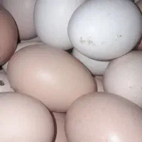 تخم مرغ محلی