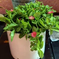 فروش گل|گل و گیاه طبیعی|میناب, |دیوار