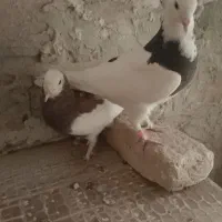 کبوتر طوقی جوجه