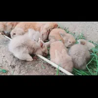 خرگوش لوپ اصلی|موش و خرگوش|مرزیکلا, |دیوار