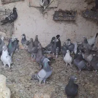 کبوتر افغان|پرنده|میانه, |دیوار