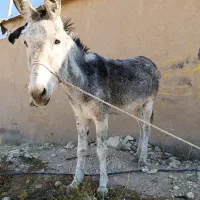 الاغ چهار ساله سواری|حیوانات مزرعه|ارژن, |دیوار