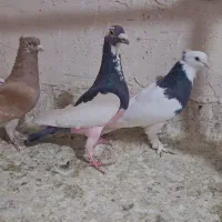 کبوتر یهودی زردی کاکلی سرور|پرنده|قم, نوبهار|دیوار