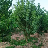 فروش باغ و باغچه|فروش زمین و ملک کلنگی|شاهین‌شهر, ۹ دی|دیوار