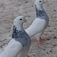 کفتر طوقی سرور