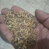 بذر شلتوک درجه یک شرطی