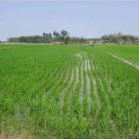 فروش زمین ۲۰۰۰ متری